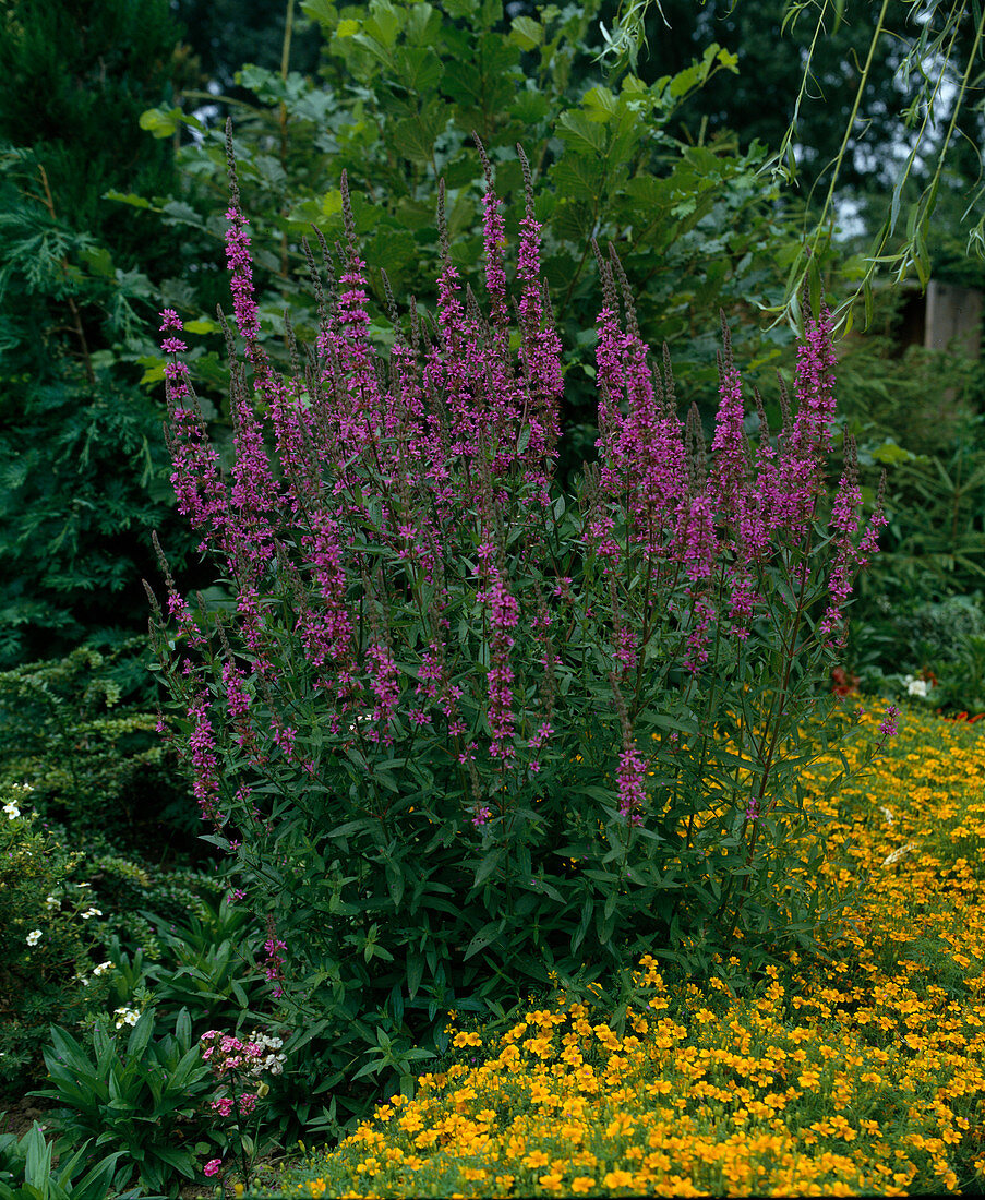 Lythrum salicaria