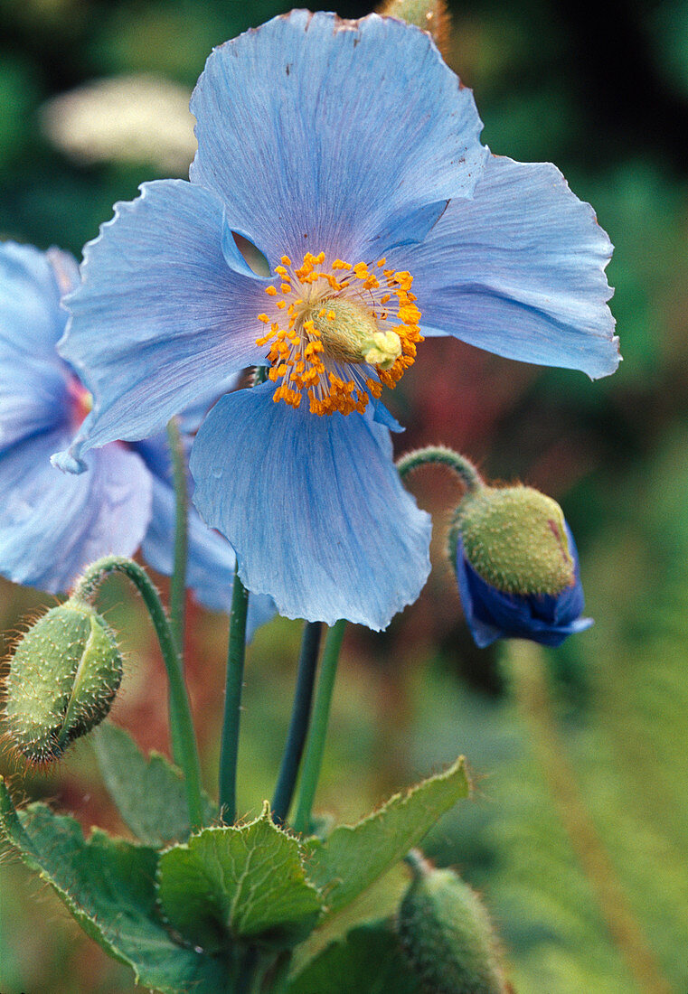 Meconopsis betonicifolia