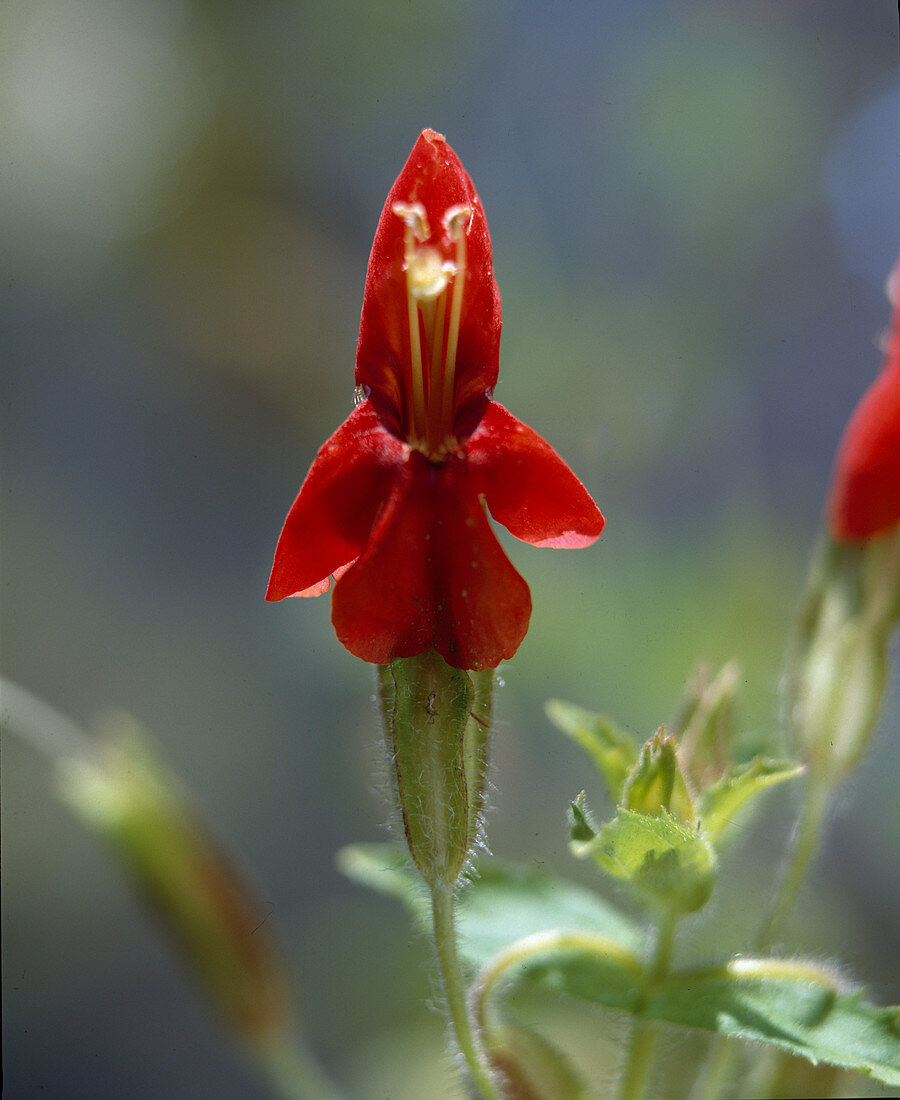 Mimulus cardinalis