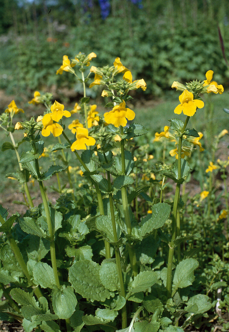 Mimulus luteus