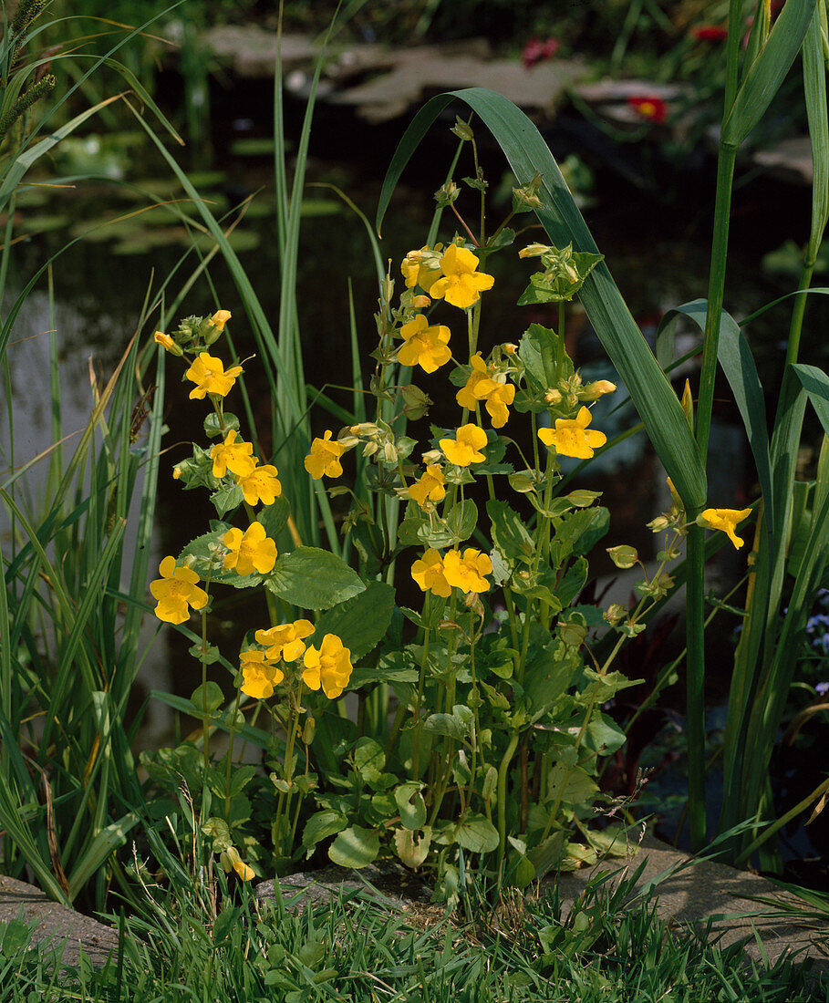 Mimulus luteus