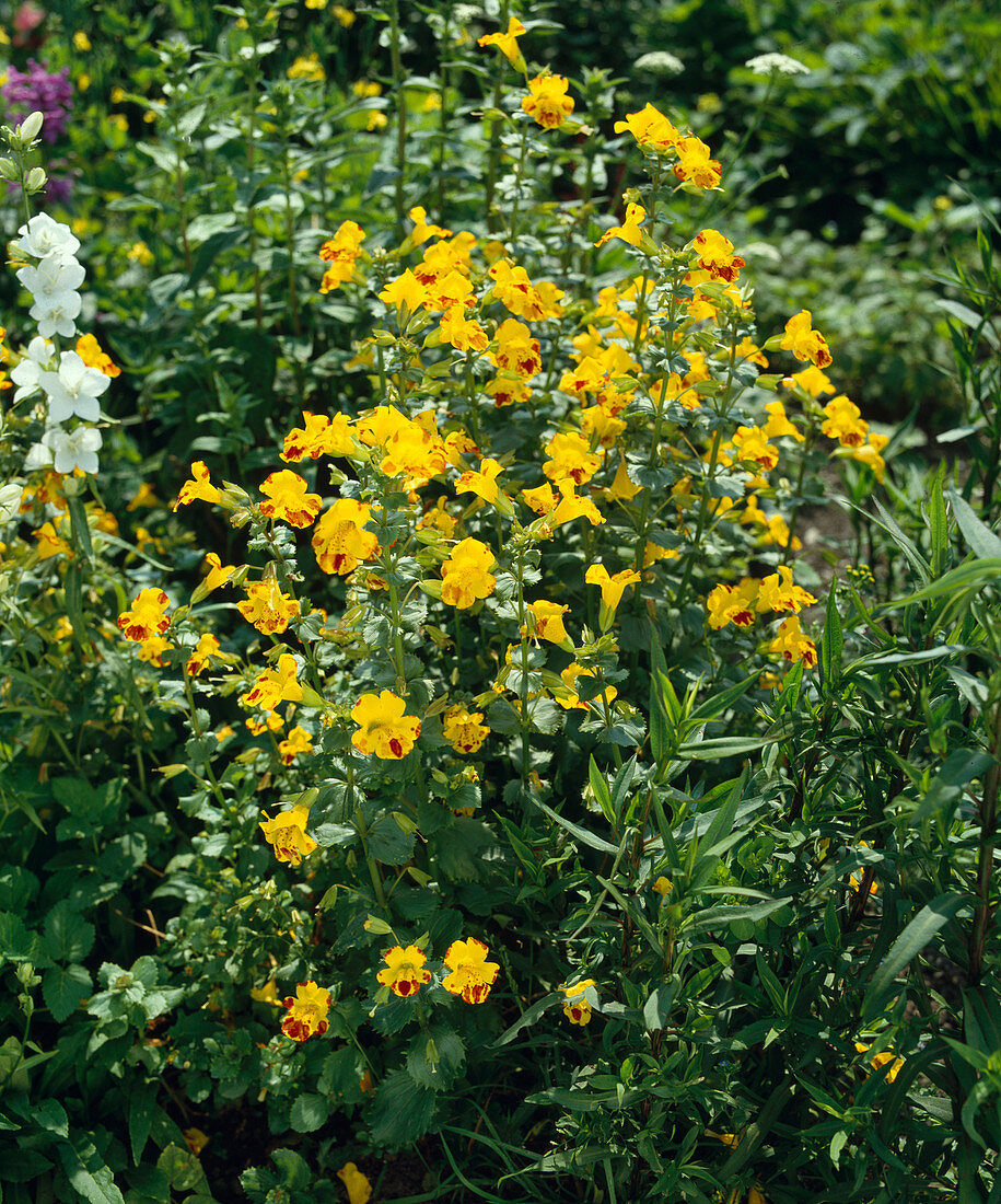 Mimulus hybr. 'A.T. Johnson'