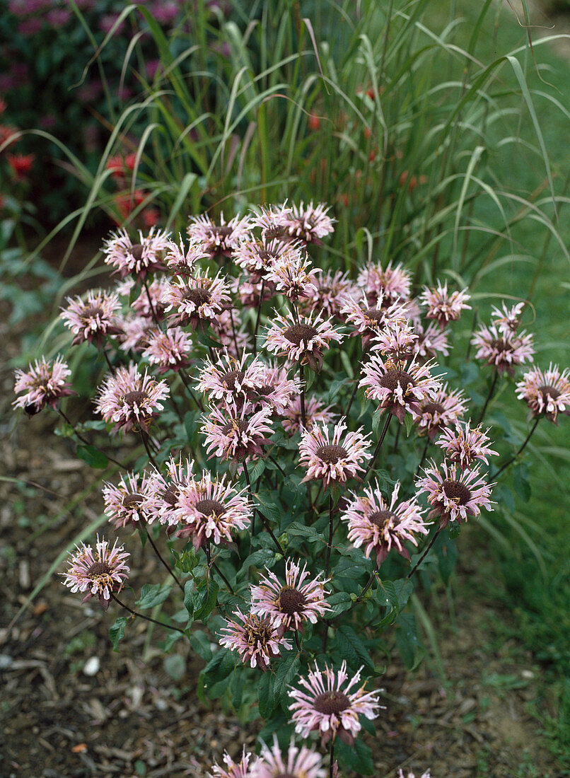 Monarda didyma