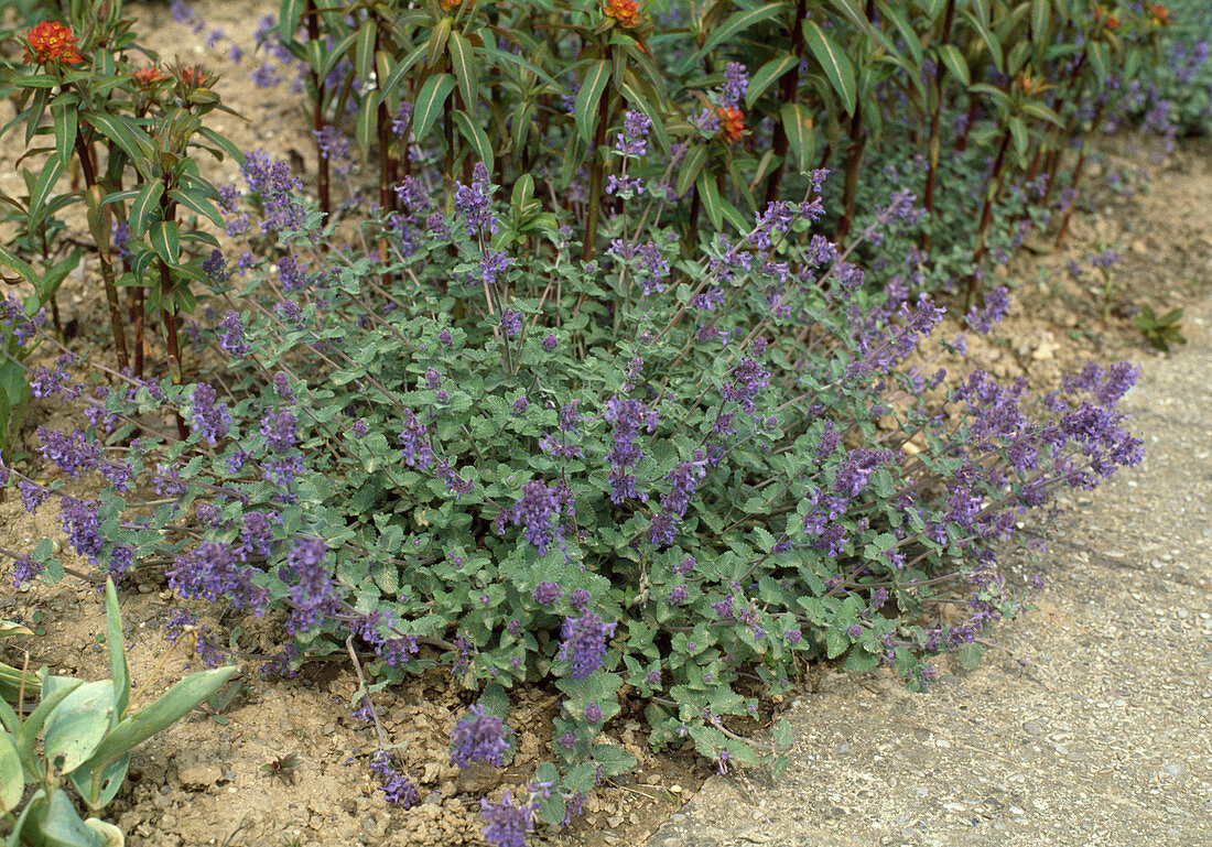 Nepeta mussinii 'Superba'