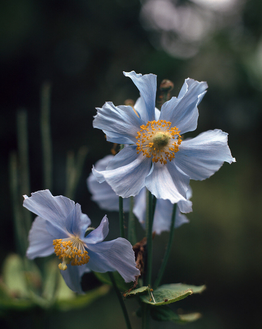 Meconopsis betonicifolia