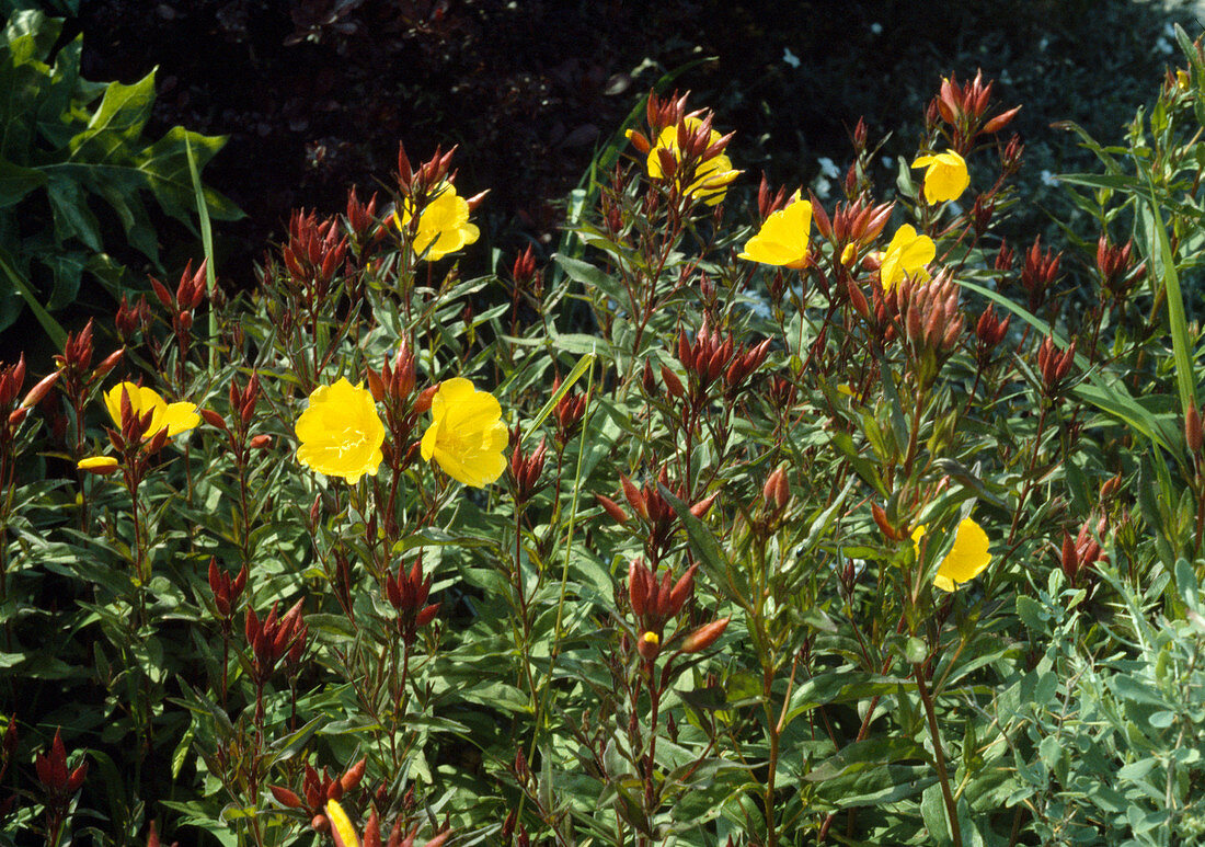 Oenothera tetragona