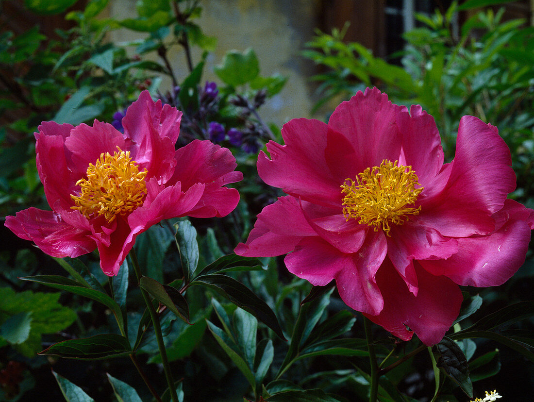 Paeonia lactiflora