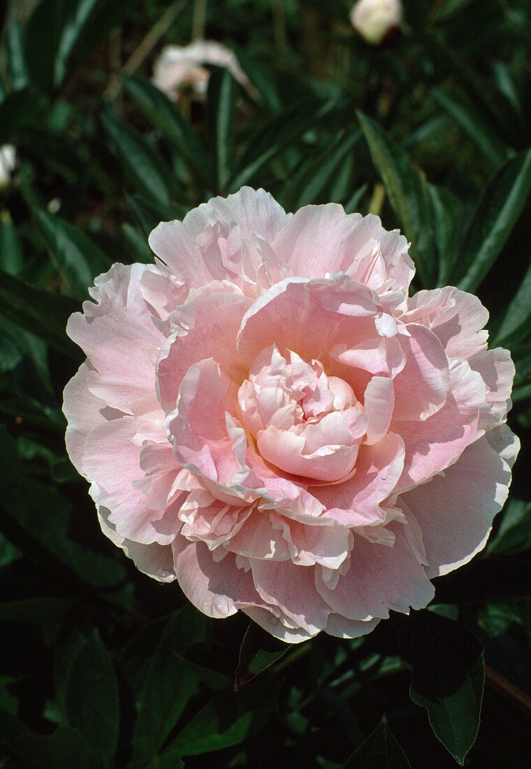 Paeonia lactiflora