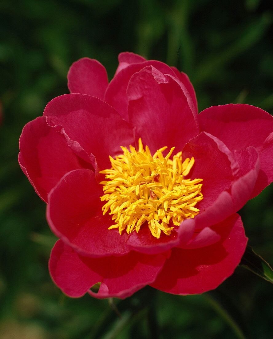 Paeonia lactiflora