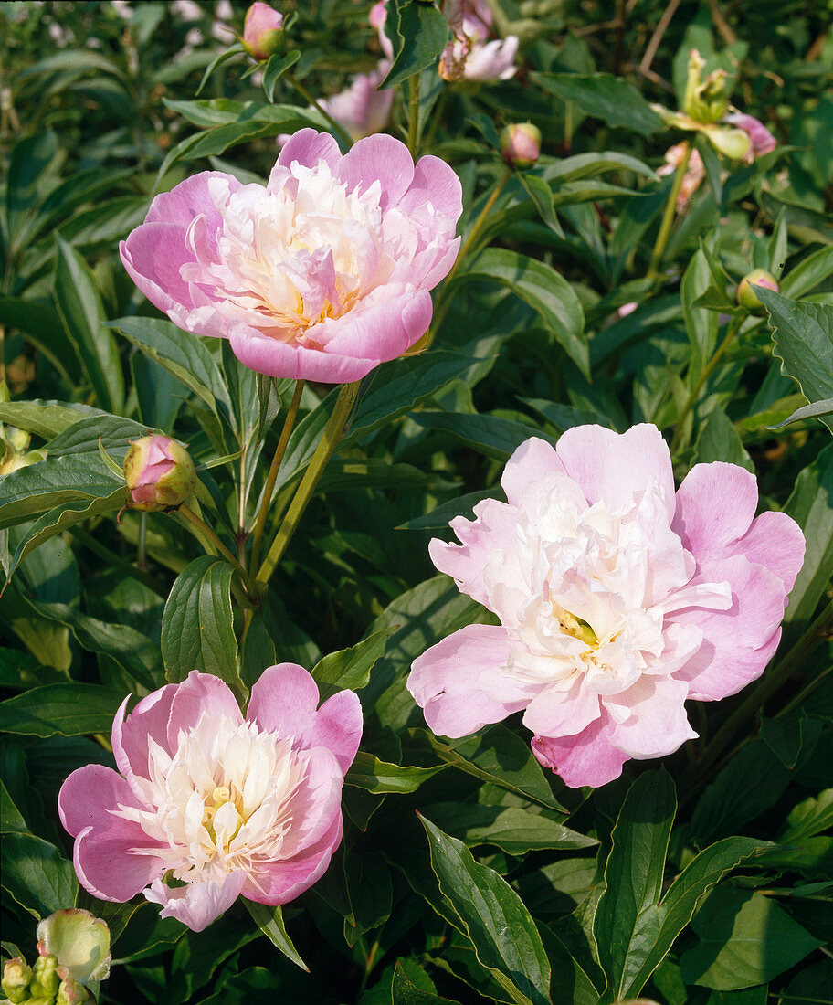 Paeonia lactiflora