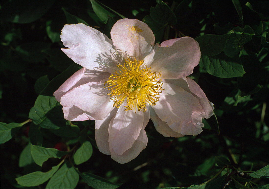 Paeonia lactiflora