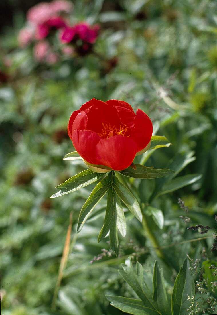 Paeonia peregrina 'Sunshine'