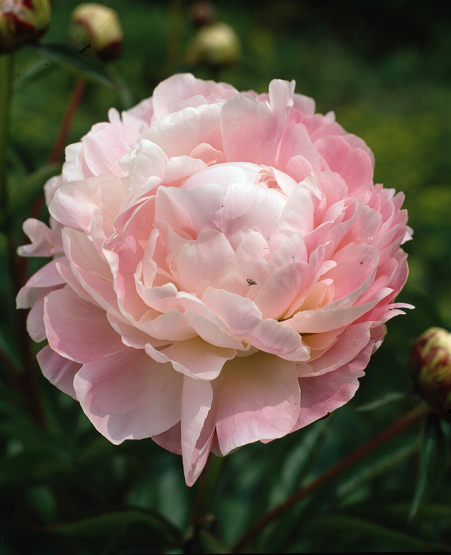 Paeonia lactiflora