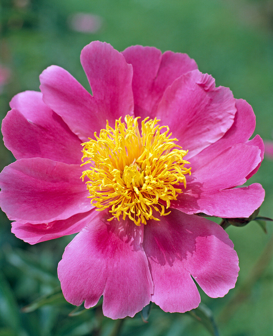 Paeonia hybrids