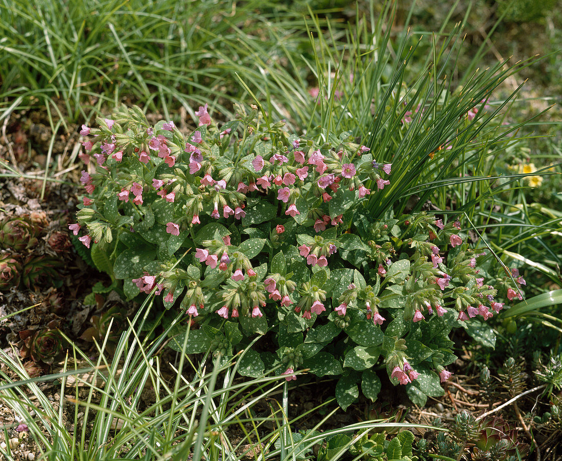 Pulmonaria saccharata 'Pink Dawn'