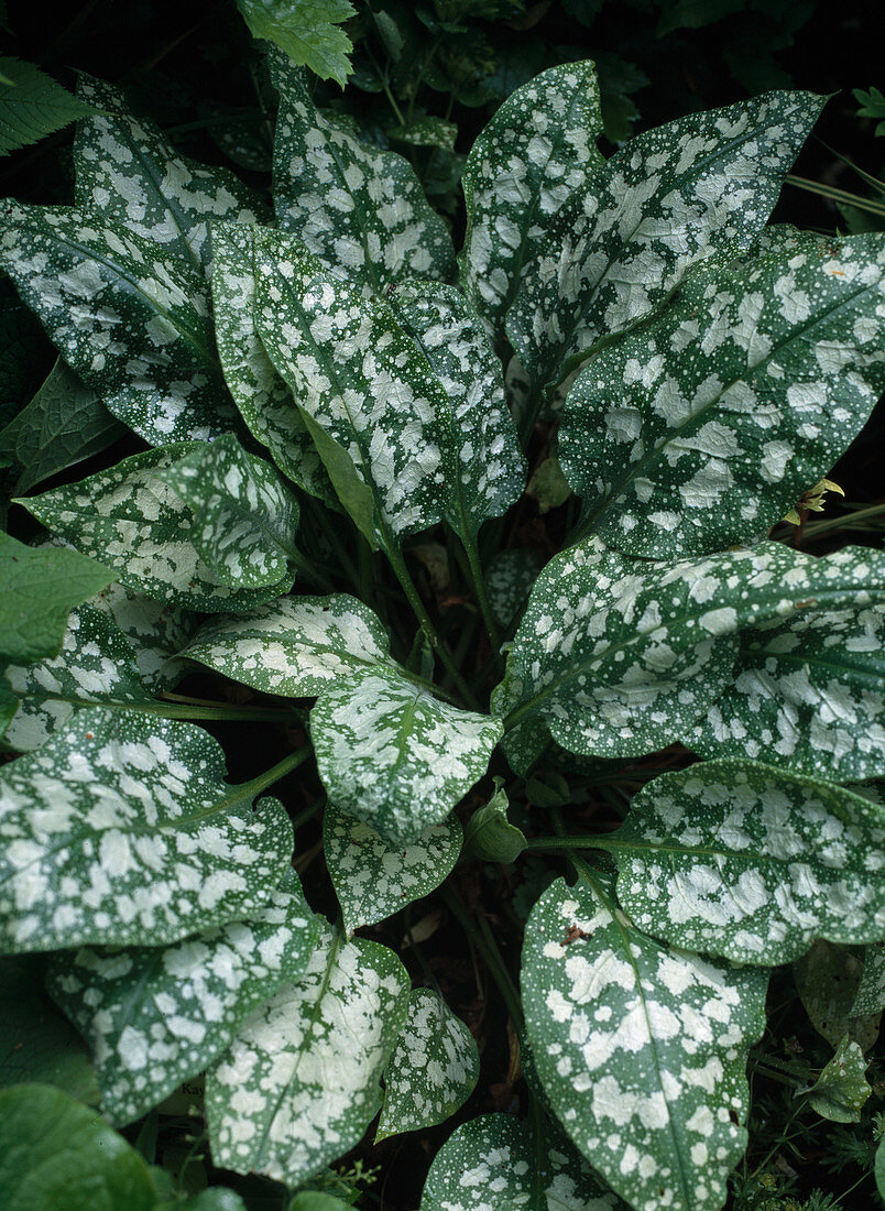 Pulmonaria saccharata 'Reginald Kaye' - Geflecktes Lungenkraut