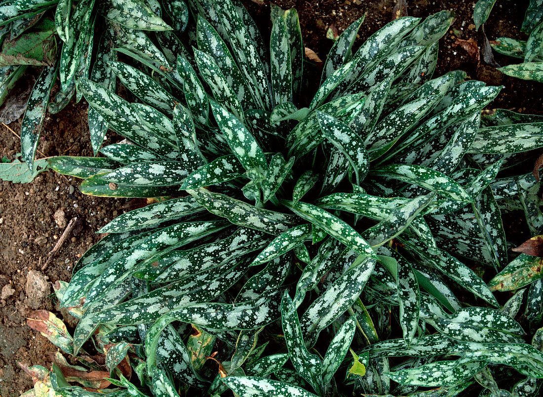 Pulmonaria longifolia