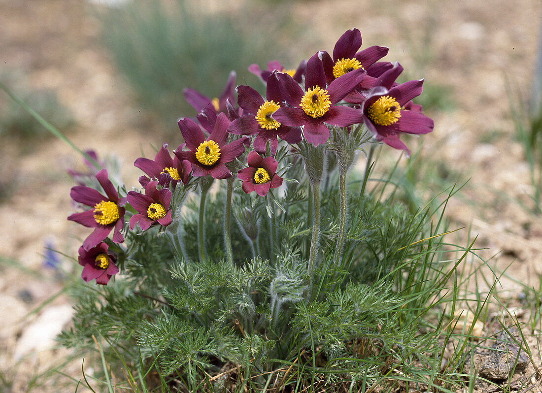 Pulsatilla rubra