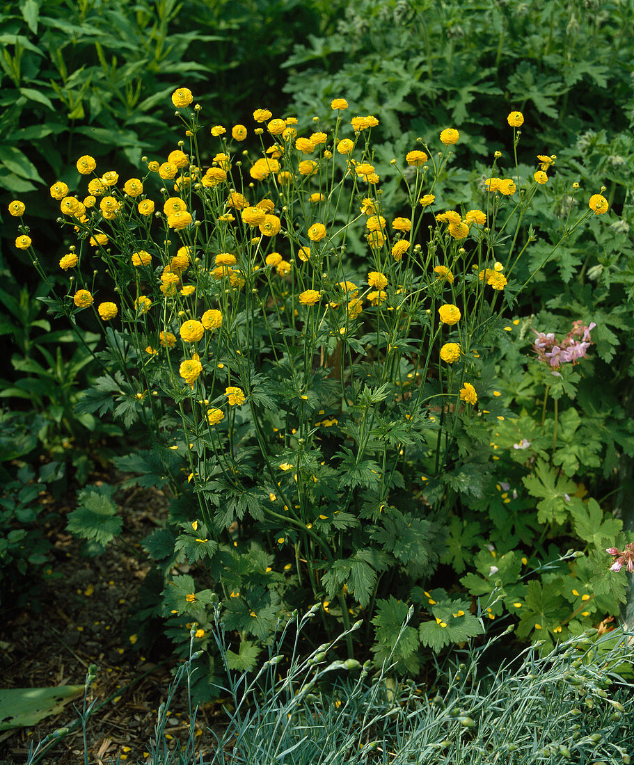 Ranunculus acris 'Multiplex'