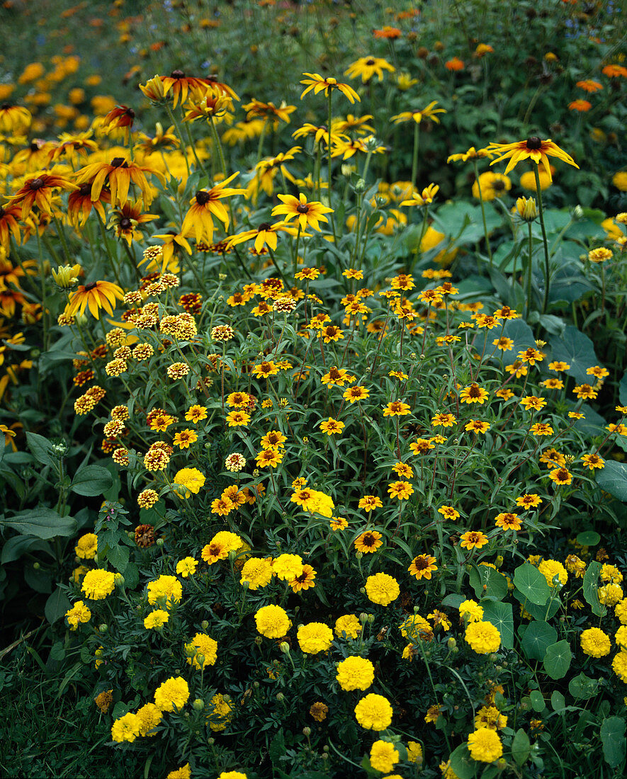 Rudbeckia hirta