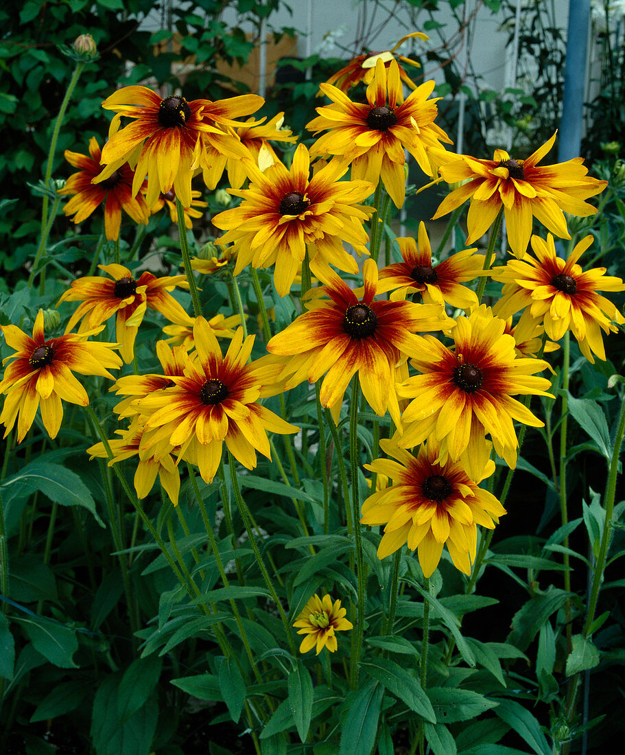 Rudbeckia hirta 'Becky Mix'