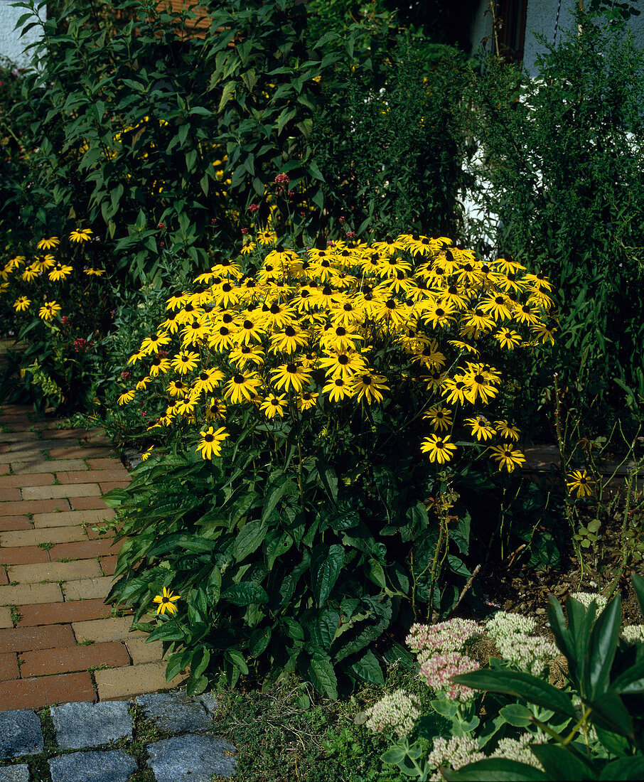 Rudbeckia sullivantii