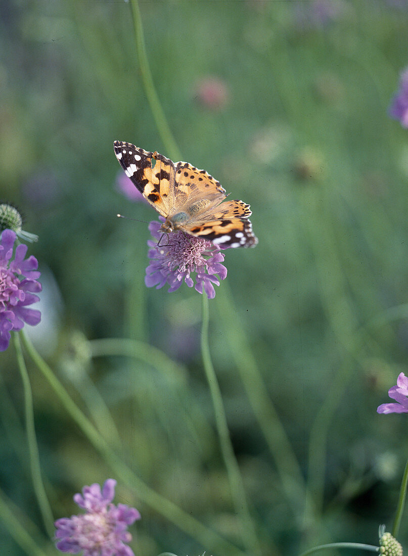 Scabiosa caucasica mit Schmetterling