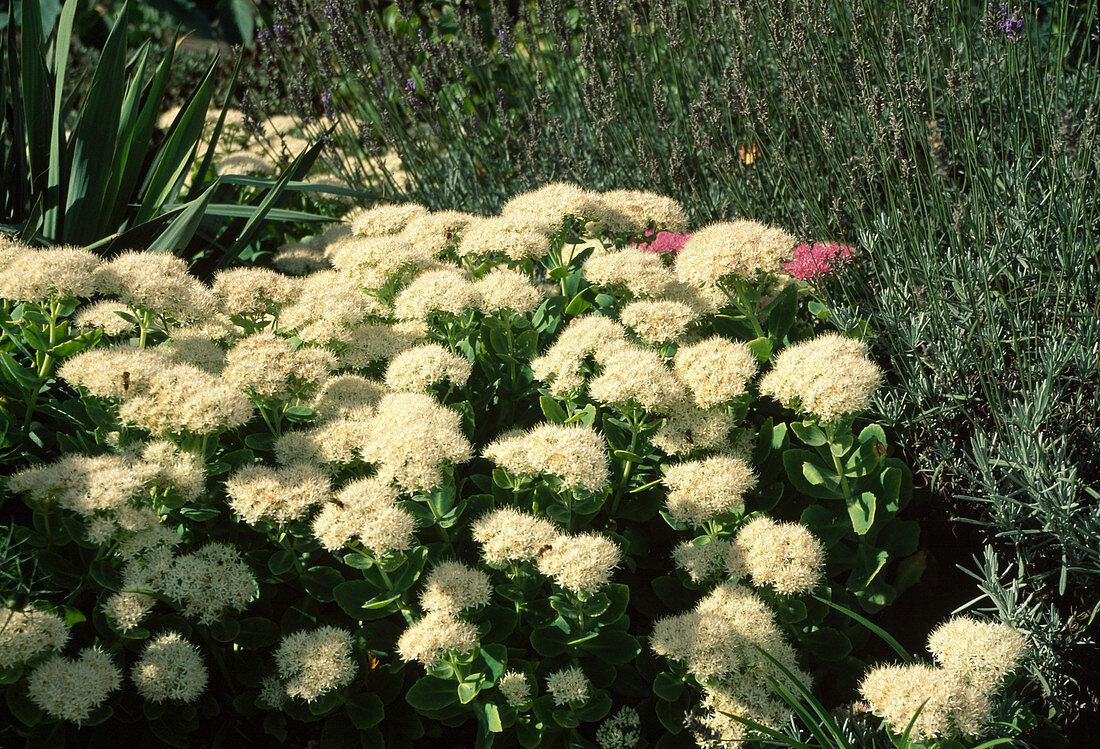 Sedum spectabile 'Stardust'