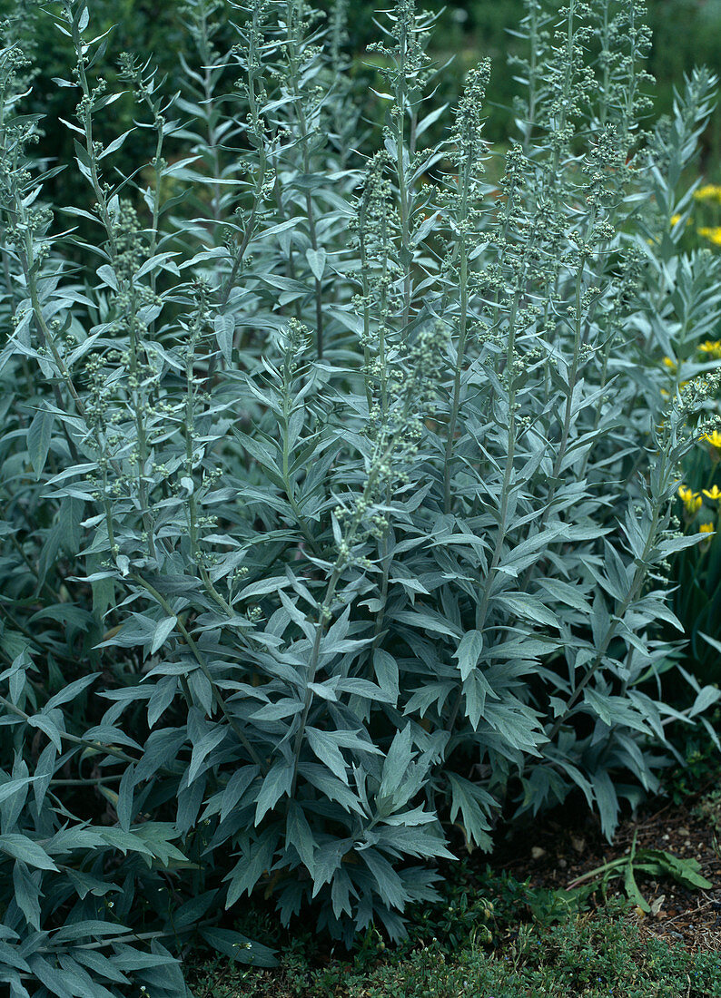 Artemisia ludoviciana var. albula