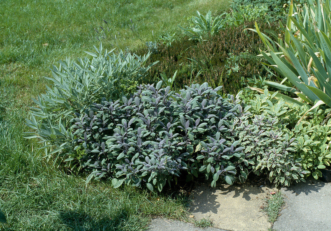 Salvia officinalis 'Tricolor', 'Purpurascens'