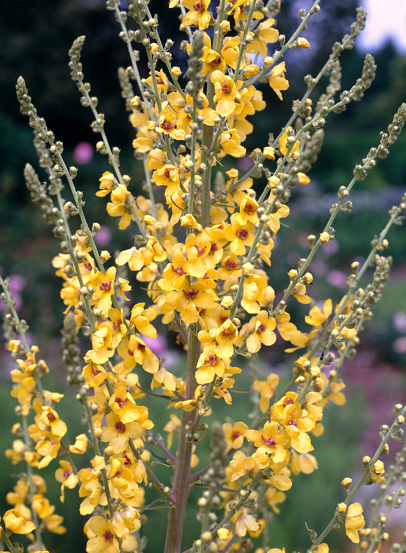 Verbascum hybrid (Mullein)