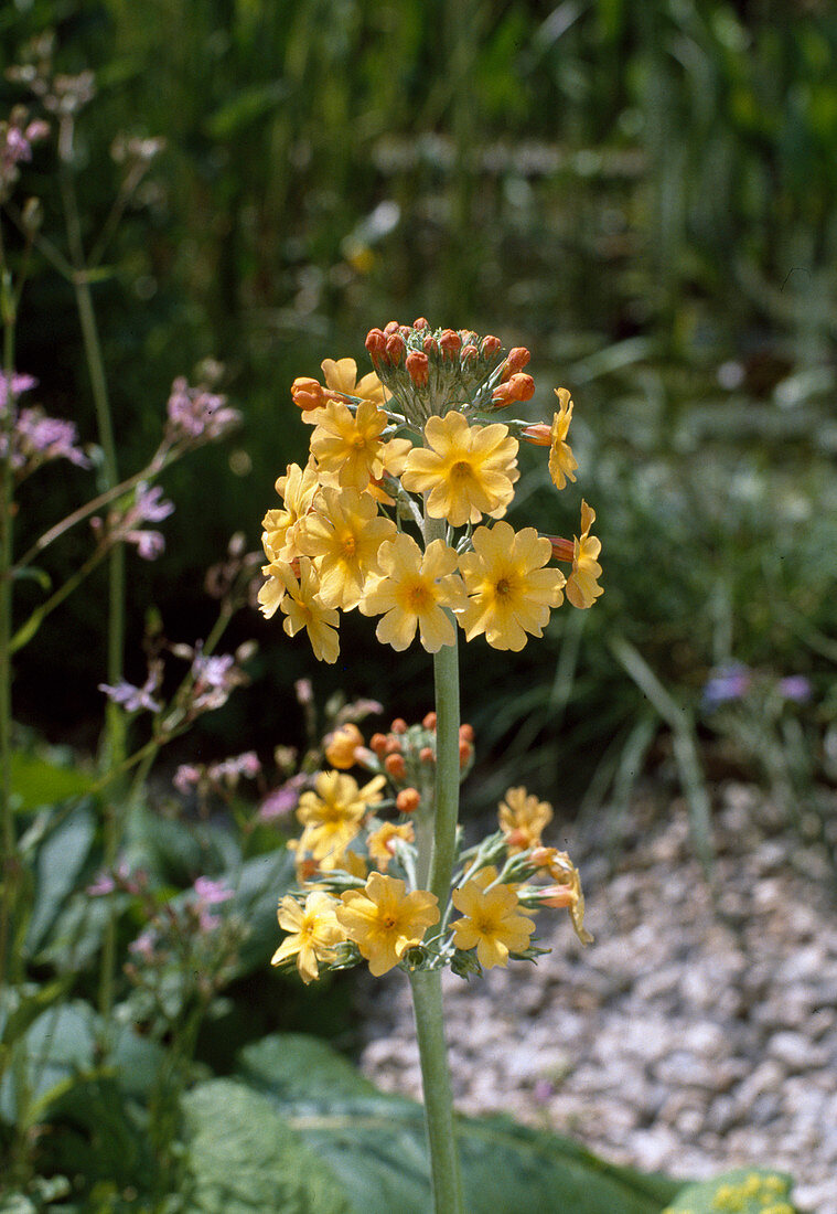 Primula bullesiana