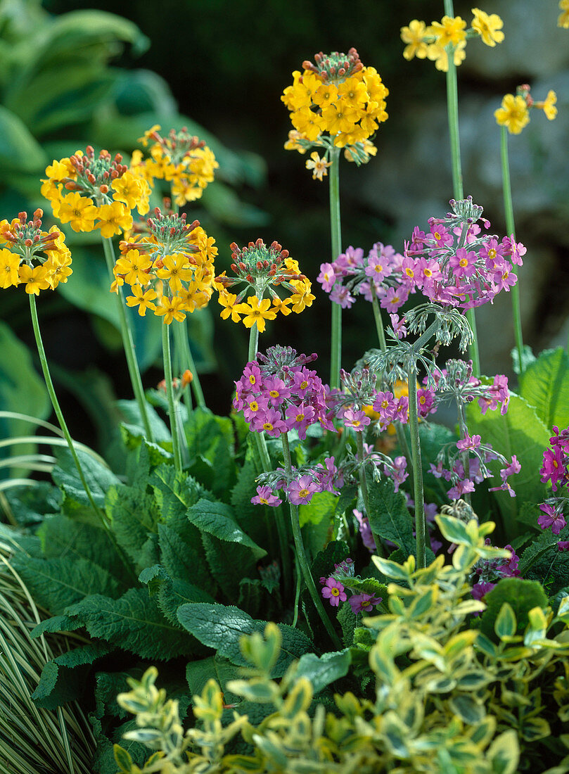 Primula bullesiana (Primrose of the tier)