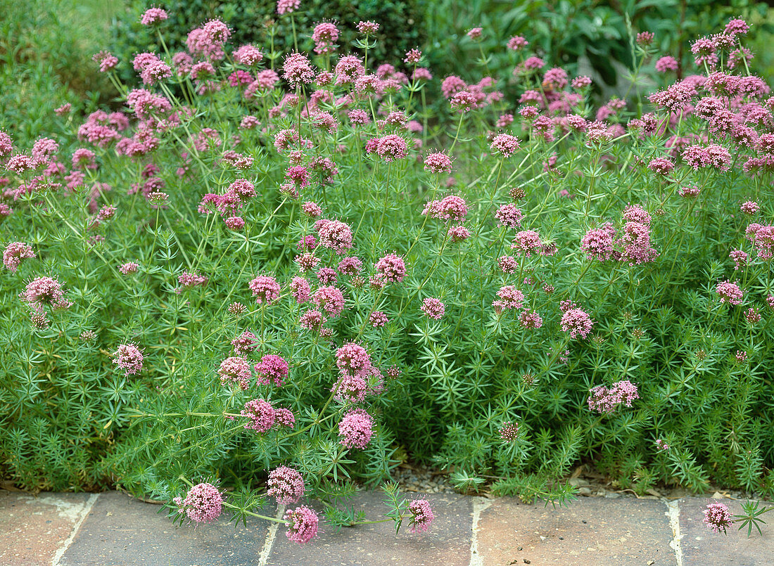 Phuopsis stylosa (syn: Crucianella stylosa)