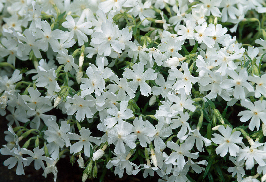 Phlox subulata