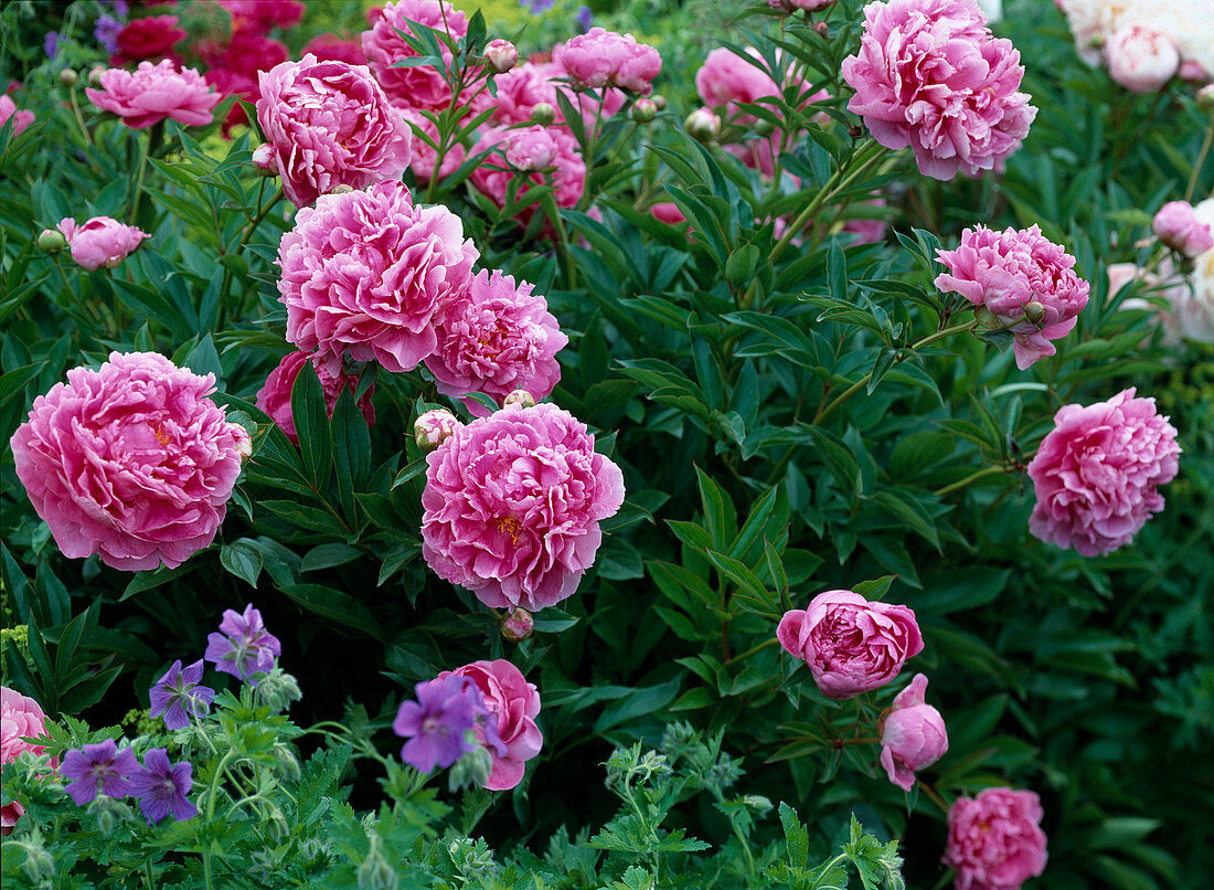 Paeonia lactiflora hybrid 'Dr. Alexander Fleming' (peony)