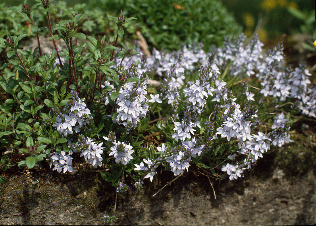 Veronica prostata