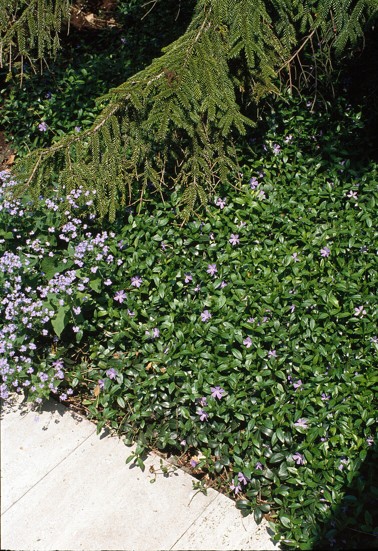 Vinca minor