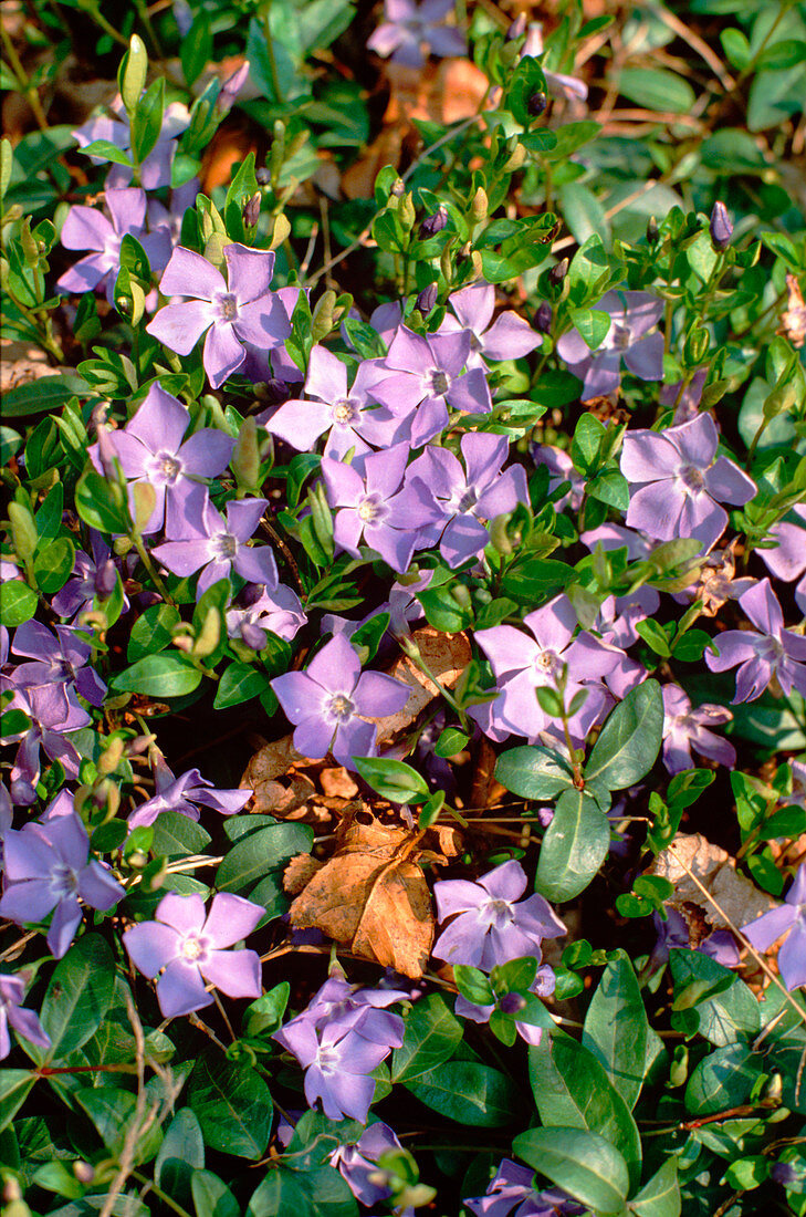 Vinca minor