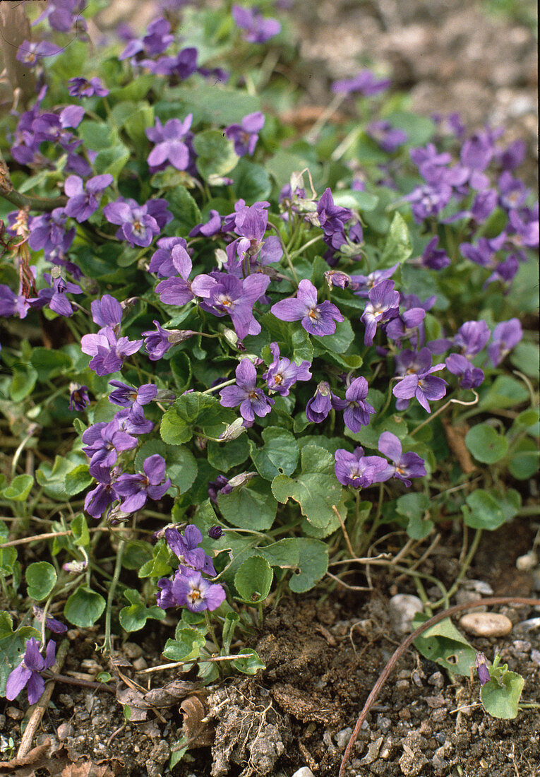 Viola odorata