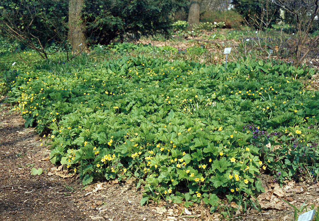 Waldsteinia geoides