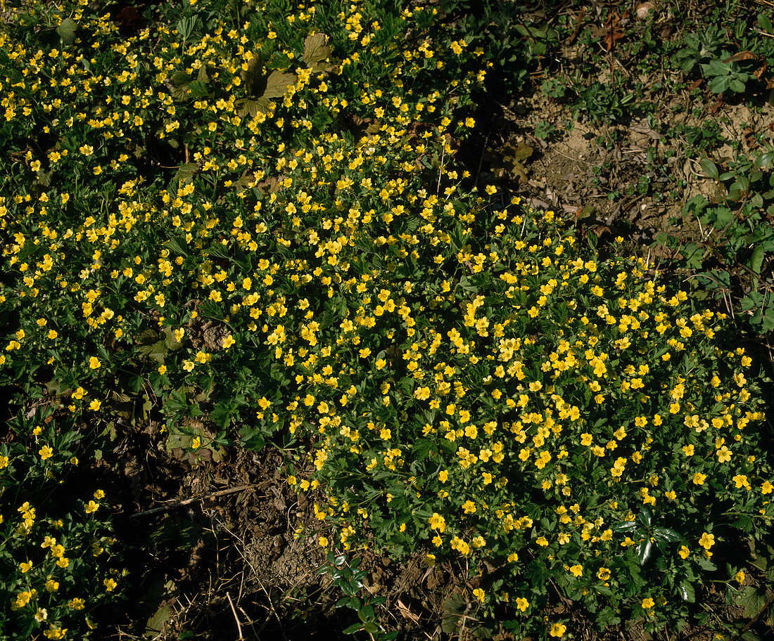 Waldsteinia ternata