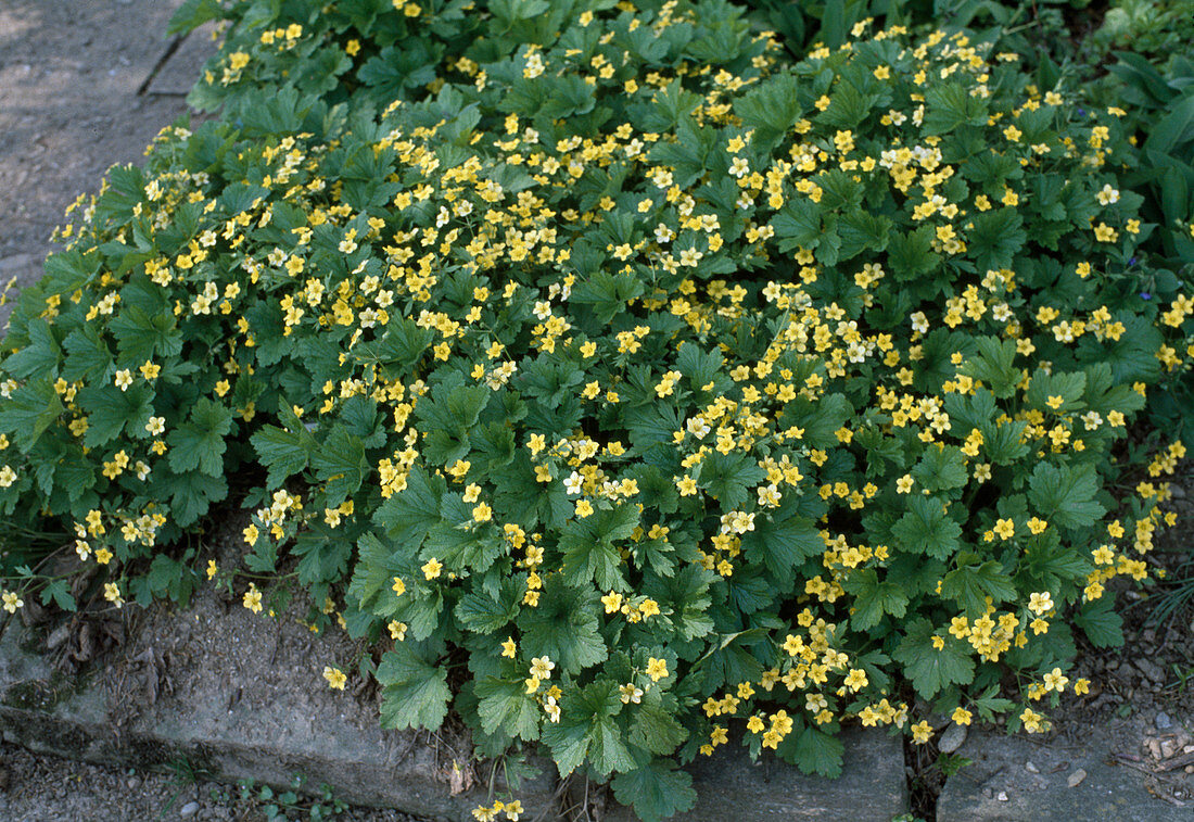 Waldsteinia geoides