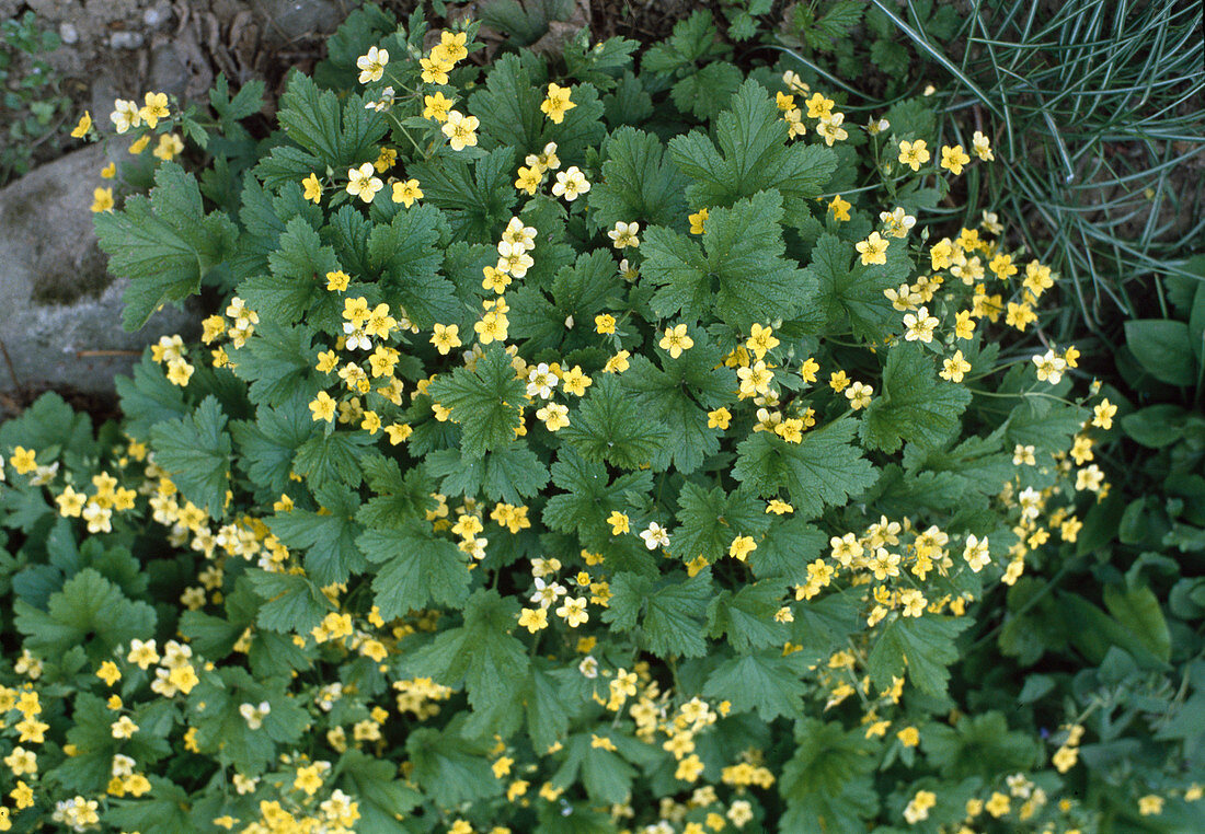 Waldsteinia geoides