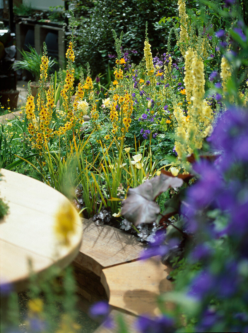 Verbascum hybrid