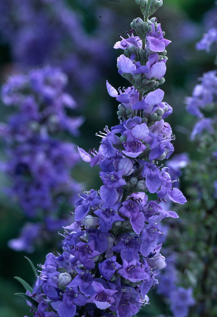 Vitex Agnus castus (chaste tree), inflorescence