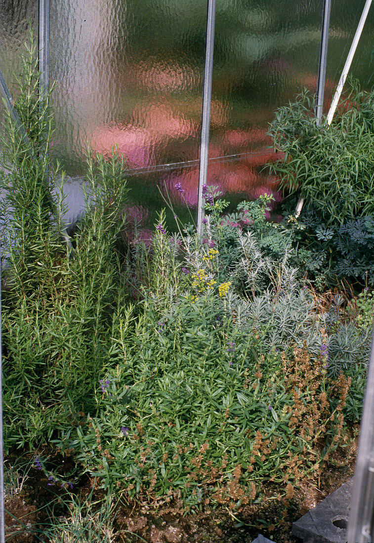 Rosemary, hyssop, lavender, rue