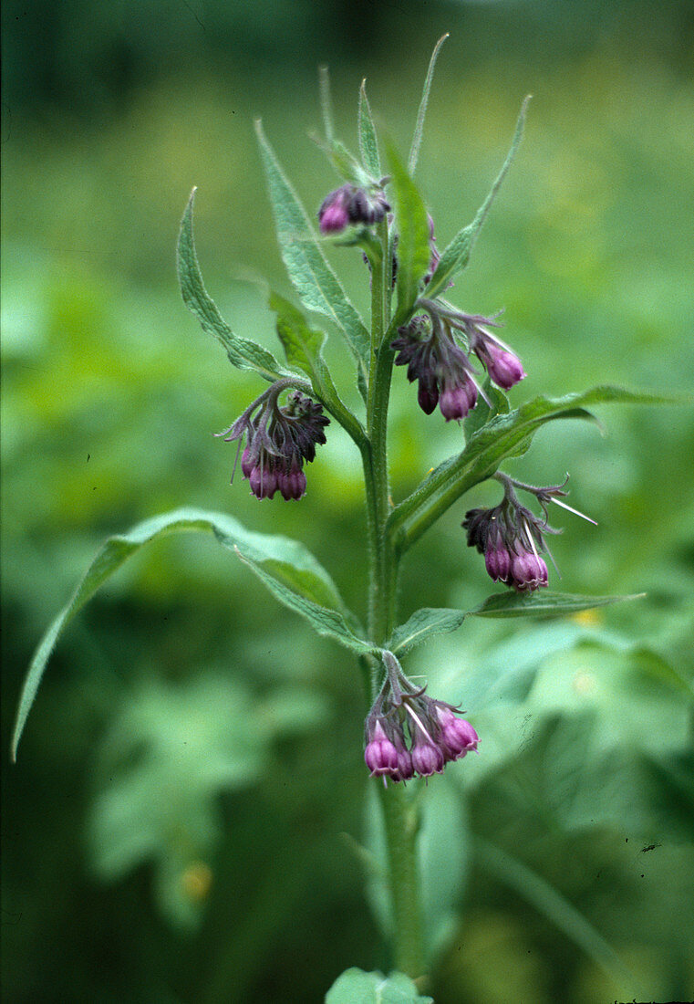 Beinwell (Symphytum officinale)