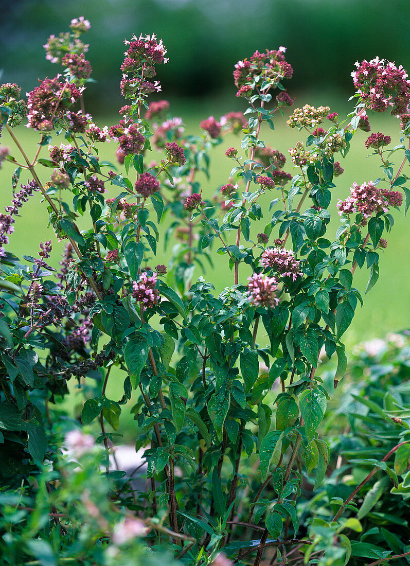 Origanum (Pizza) - Oregano