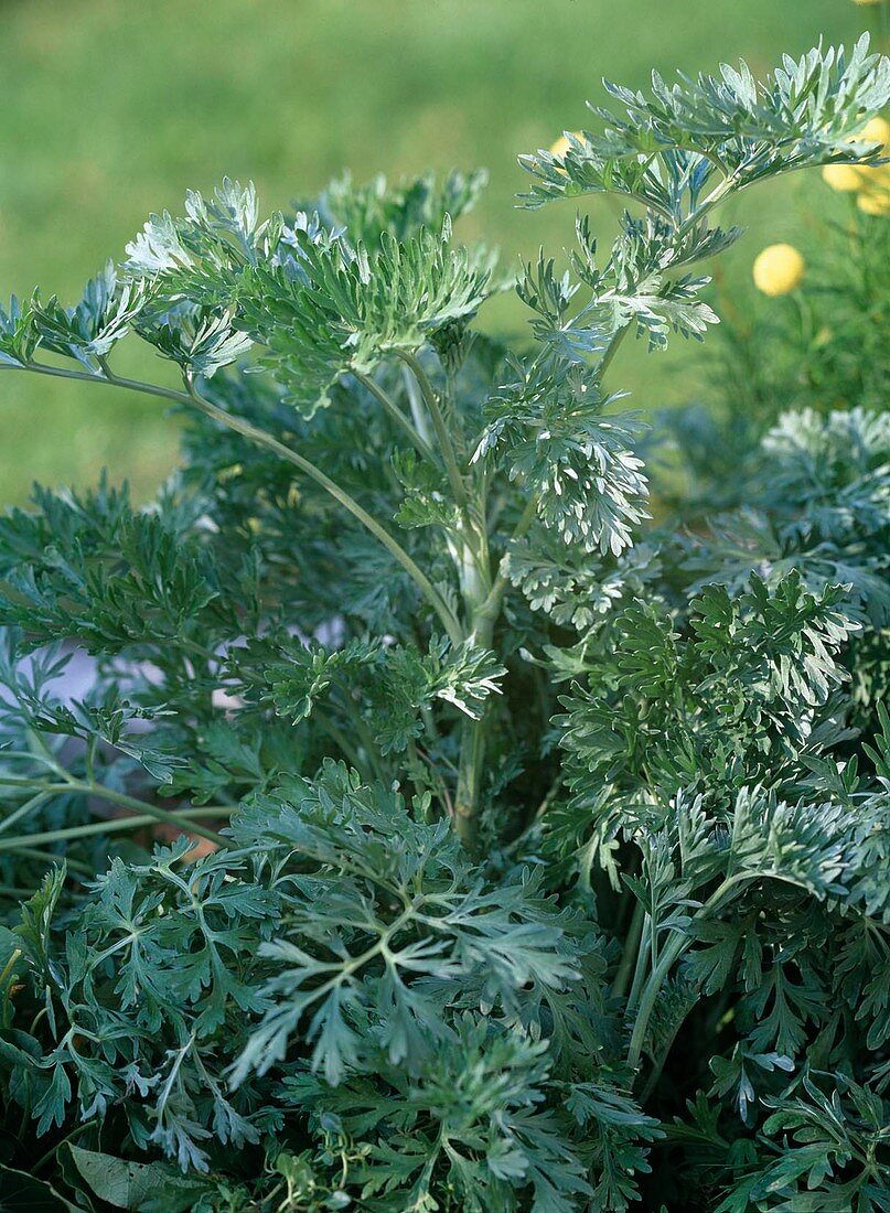 Artemisia absinthium 'Lambrook Silver' (Sweet rue)